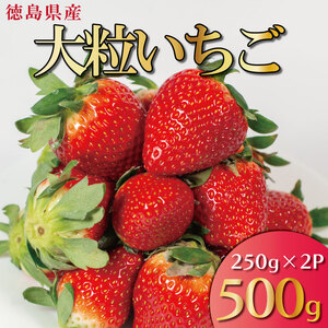 [ 先行予約 ] いちご 500g 2 品種 250g 各 1パック スターナイト 天使のいちご 紅ほっぺ やよい姫 苺 ストロベリー 新鮮 果物 フルーツ デザート スイーツ おやつ お菓子 洋菓子 ケーキ ゼリー ジュース ジャム アイス シャーベット スムージー ヨーグルト クレープ タルト フルーツサンド ギフト プレゼント お取り寄せ グルメ 冷蔵 送料無料 阿波市 徳島県 はに農園