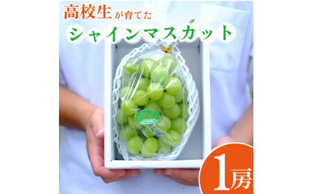 高校生が作った シャインマスカット 1房 徳島県立吉野川高等学校 シャインマスカット