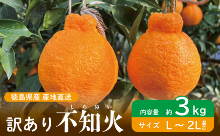 先行予約 訳あり 不知火 3kg みかん 蜜柑 L〜2L 混合 サイズ不揃い 令和 7年産 1箱 果物 フルーツ 柑橘 阿波市産 ミカン