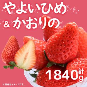 訳あり いちご やよいひめ かおりの 計 1840g 果物 フルーツ やよい姫 かおり野 家庭用 甘い 先行予約 農家直送 徳島県 阿波市