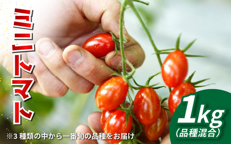 [先行予約] トマト ミニトマト 1kg フランティーノ アマイマリー チコ トマト トマト トマト
