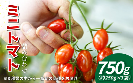 ys\z g}g ~jg}g 750g i 250g × 3 j teB[m A}C}[ `R  g}g g}g g}g