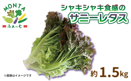 サニーレタス 約1.5kg 国産 野菜 やさい レタス レタス レタス