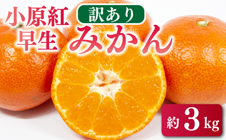 [みかん] 先行予約 訳あり みかん 3kg 小原紅早生 蜜柑 [蜜柑]