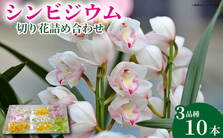 洋ラン シンビジウム 切り花 詰め合わせ [ シンビジウム ]