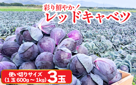 Lxc bhLxc g؂TCY 3 (1600g`1kg) Lxc Lxc