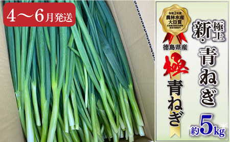 青ねぎ 5kg ネギ 訳あり 4〜6月発送 [ ねぎ ]