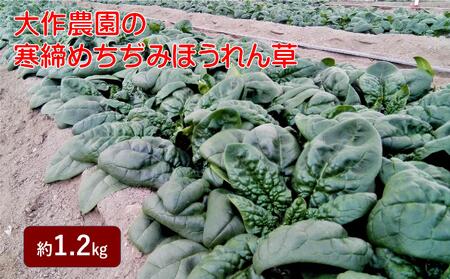 [2025年12月上旬よりお届け]大作農園の寒締めちぢみほうれん草 約1.2kg