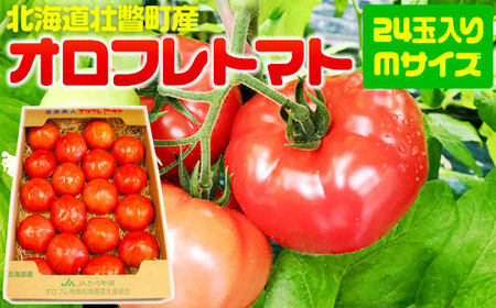 2026N3{菇͂kCsˎY Itg}g24ʓiMTCYj  y ӂ邳Ɣ[ lC  LO kC s Itg}g  g}g Yn  { {