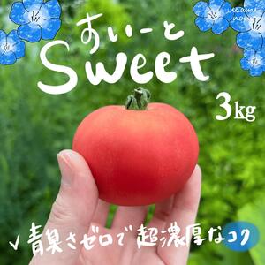 �y2026�N�\��z�Ɏ|�g�}�g�N�[���� �k�C���s�˒��Y �X�C�[�g3kg ���ʃg�}�g SBTAJ019