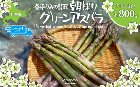 [2026年予約]朝採りグリーンアスパラ(春芽)M-L混合 約800g 北海道壮瞥町産 SB