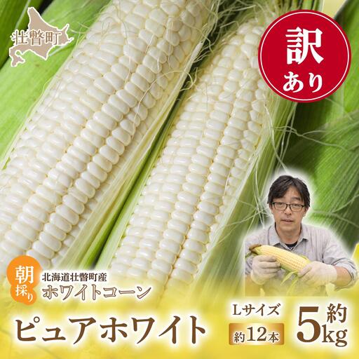 ＜2026年8月中旬頃よりお届け＞【訳あり】【朝採り】ピュアホワイト（ホワイトコーン）Lサイズ以上12本(約5kg)   SBTQ016