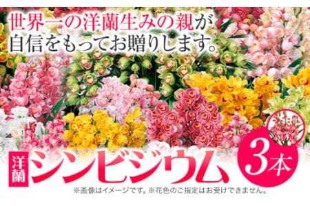 洋蘭 シンビジウム 3本 [2025年12月上旬‐2026年3月上旬頃出荷]株式会社 河野メリクロン あんみつ館 蘭 ラン 洋ラン シンビジューム 世界一 花 鉢 記念日 送料無料 徳島県 美馬市