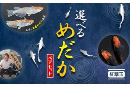 [配送不可地域あり]めだか ペアセット 紅翠玉 [30日以内に出荷予定(土日祝除く)]喜来めだか 徳島県 美馬市 めだか 生き物 旧喜来小学校 改良めだか専門店 鑑賞用