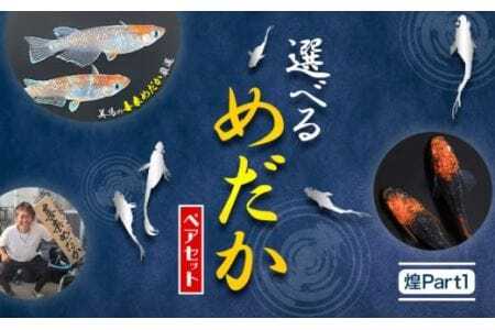 [配送不可地域あり]めだか ペアセット 煌Part1 [30日以内に出荷予定(土日祝除く)]喜来めだか 徳島県 美馬市 めだか 生き物 旧喜来小学校 改良めだか専門店 鑑賞用