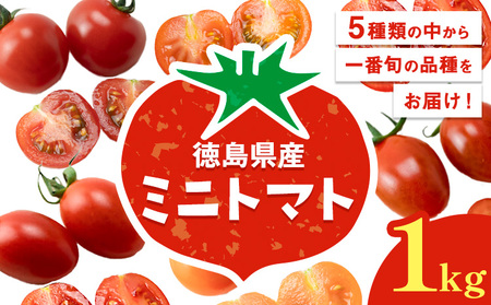 ミニトマト 1kg [11月上旬-6月末頃出荷]株式会社ヴェリタス 徳島県 美馬市 青果物 野菜 とまと トマト フロランティーノ アルル アマイアリー アイコ 千恋 チコ st-p