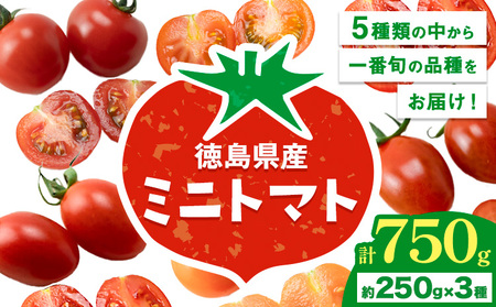 ミニトマト 750g ( 250g × 3種類 )[11月上旬-6月末頃出荷]ヴェリタス株式会社 徳島県 美馬市 青果物 野菜 とまと トマト フロランティーノ アルル アマイアリー アイコ 千恋 チコ st-p