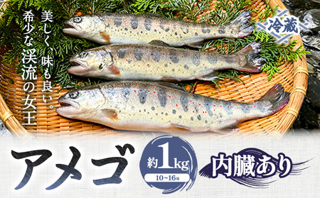 アメゴ 約1kg 内臓あり 木屋平淡水養魚場[4月上旬-10月下旬頃出荷][配送不可地域あり]※北海道・沖縄・離島