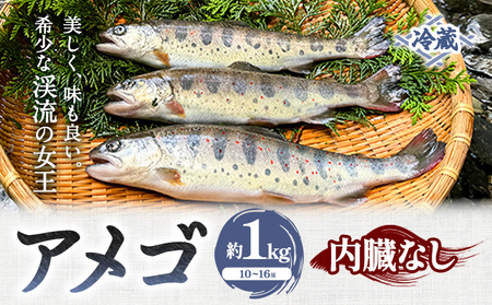 アメゴ 約1kg 内臓なし 木屋平淡水養魚場《4月上旬-10月下旬頃出荷》【配送不可地域あり】※北海道・沖縄・離島