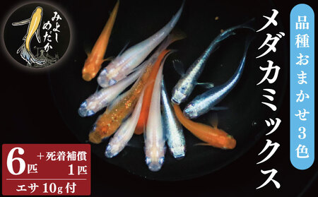 めだか 3色 ミックス 6匹 死着補償 +1匹 魚 めだか めだか