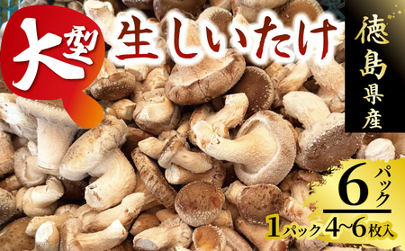 きのこ しいたけ 4〜6枚 大型 しいたけ しいたけ しいたけ しいたけ
