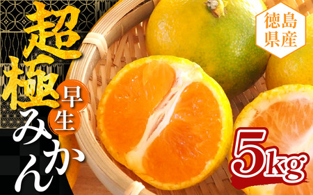 みかん 約5kg 超極早生みかん 蜜柑 柑橘 みかん みかん みかん