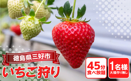 いちご狩り チケット 一人 [いちご]