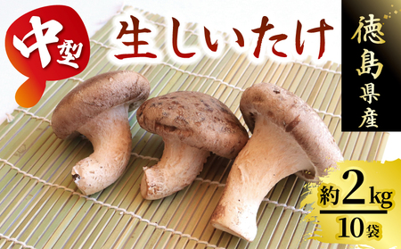 しいたけ 約2kg 中型しいたけ 10袋 菌床しいたけ しいたけ しいたけ しいたけ