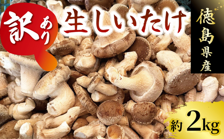 訳ありしいたけ 2kg きのこ 菌床しいたけ 不揃い しいたけ しいたけ しいたけ しいたけ
