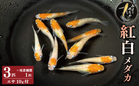 めだか 紅白 3匹 死着補償 +1匹 エサ付き 魚 生体 観賞用 ペット [ めだか ]