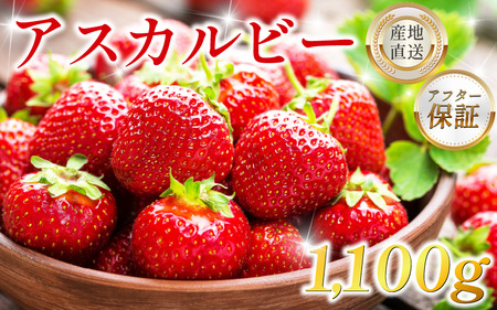 いちご 1,100g アスカルビー [いちご]