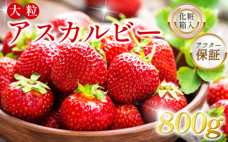 いちご 800g 大粒 5L アスカルビー 化粧箱入[いちご]