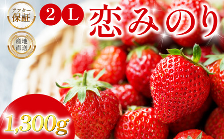 【徳島県産】 いちご 恋みのり 1.3kg 2L以上 【いちご】