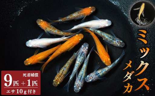 ミックス めだか 9匹 + 死着補償 エサ付き[メダカ]