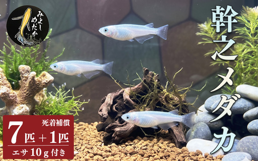 幹之 めだか 7匹 + 死着補償 エサ付き[メダカ]