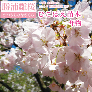 勝浦ひな桜 苗木 1本