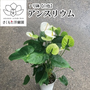 [白]アンスリウム 6号鉢