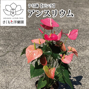 [ピンク]アンスリウム 7号鉢