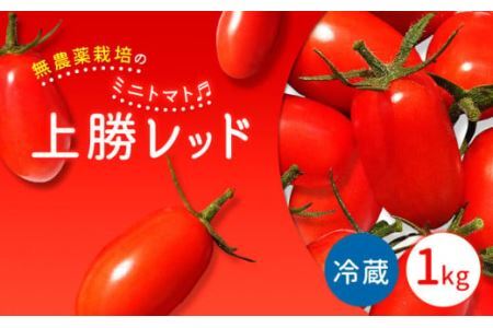 ミニトマト 上勝レッド 栽培期間中農薬不使用 1kg NARUMIFARM[2024年8月上旬-11月上旬頃出荷]野菜 夏野菜 トマト とまと ミニトマト プチトマト 栽培期間中農薬不使用 上勝町 NARUMIFARM 徳島県 冷蔵便 クール便 リコピン 新鮮 有機 送料無料