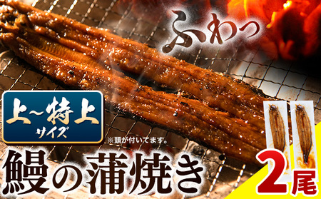 徳島県産 うなぎの蒲焼き2尾 タレ・山椒付[30日以内に出荷予定(土日祝除く)]