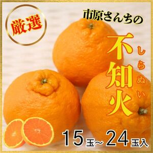 厳選!市原さんちの不知火(しらぬい) 1箱(15玉〜24玉入り) ※2025年3月中旬頃から発送 ※離島不可