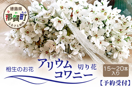 [先行受付][1月〜3月発送]アリウムコワニー 15本〜20本 徳島県 那賀町産[相生の花 生花 お花 花束 生け花 華道 生産者直送 プレゼント 贈り物 フラワーアレンジメント インテリア ドライフラワー 切り花 切花]MN-2