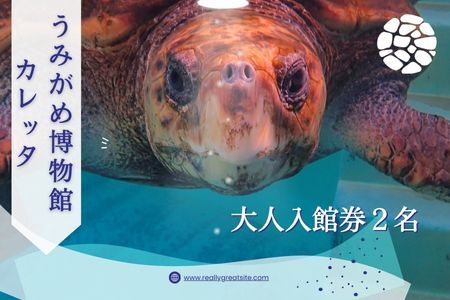 日和佐うみがめ博物館カレッタ入館券 [大人2名分]