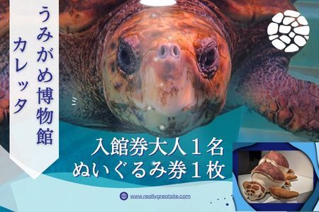 日和佐うみがめ博物館カレッタ [入館券大人1名と限定スピードくじ1回]
