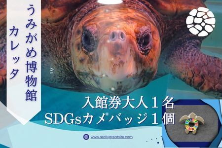 日和佐うみがめ博物館カレッタ [入館券大人1名とSDGsカメバッチ1つ]