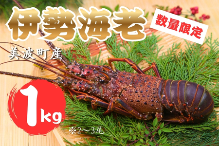 [春期50セット限定]水産庁長官賞受賞!日和佐町漁協直送「天然活伊勢えび」たっぷり1kg(3〜5尾)[4月中に獲れ次第発送分]伊勢海老 伊勢えび イセエビ 海老 天然 活 訳あり 1kg 徳島県 美波町 日和佐 産地直送 魚介類 海鮮 数量限定 期間限定 先行予約 お歳暮 お正月 お祝い