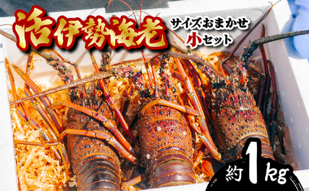 季節限定 箱詰め伊勢海老サイズおまかせ小セット(約1.0kg)