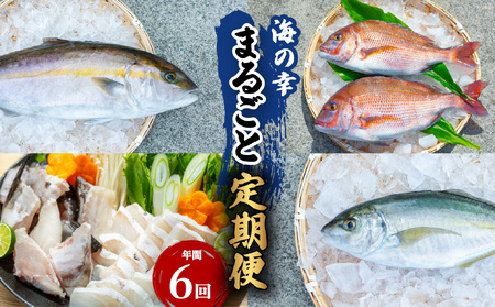 [定期便全6回]海の幸まるごと定期便 クエ くえ クエ鍋 タイ たい 鯛 カンパチ かんぱち 勘八 シマアジ しまあじ 伊勢海老 いせえび イセエビ