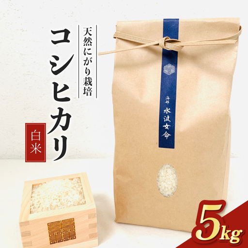 [先行予約]コシヒカリ白米 5kg 令和8年産 天然にがり栽培 こしひかり[2026年10月以降順次発送]