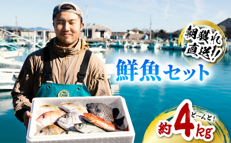 産地直送！ 海陽町より旬の魚をお届け！ 鮮魚セット 中セット 約４kg  詰め合わせ 